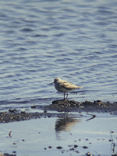 Rantakurvi, Terek Sandpiper, Xenus cinereus
